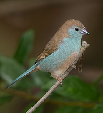 Blue Waxbill female